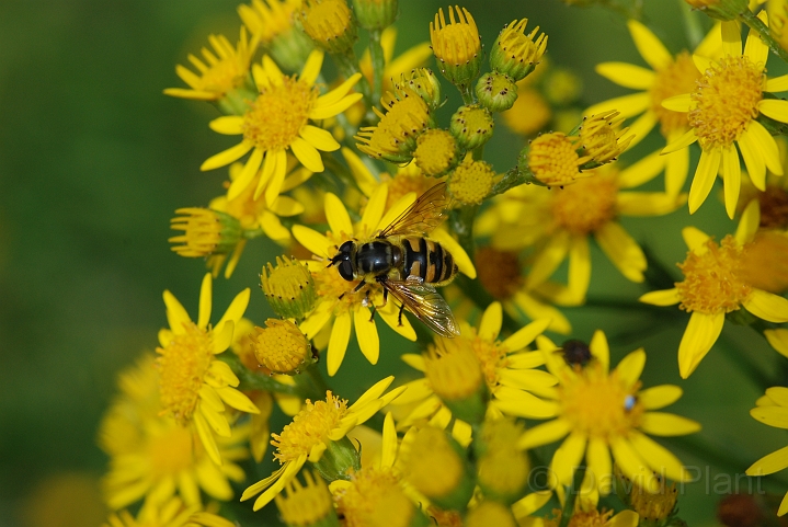Myathropa florea - A.JPG - Myathropa florea - Cotswolds